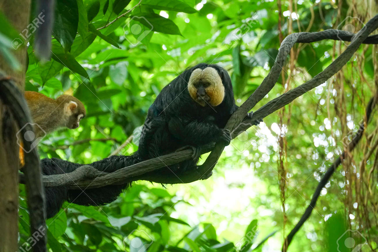 etiam-dictum-ipsum-a-felis