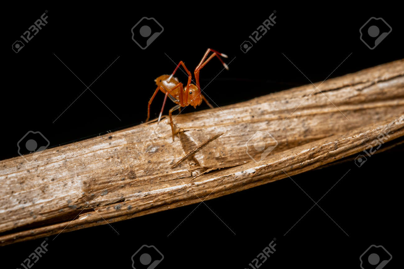 etiam-dictum-ipsum-a-felis