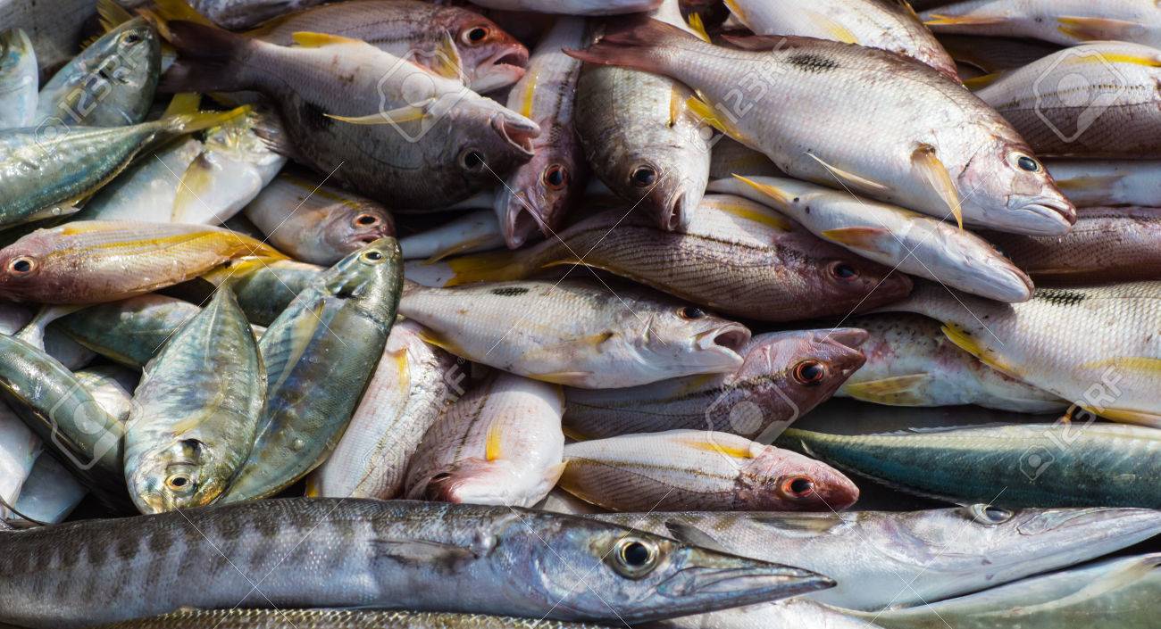 Differents Types De Poissons De Mer Sur Le Marche Banque D Images Et Photos Libres De Droits Image Differents Types De Poissons De Mer Sur Le Marche Banque D Images Et Photos Libres De Droits Image