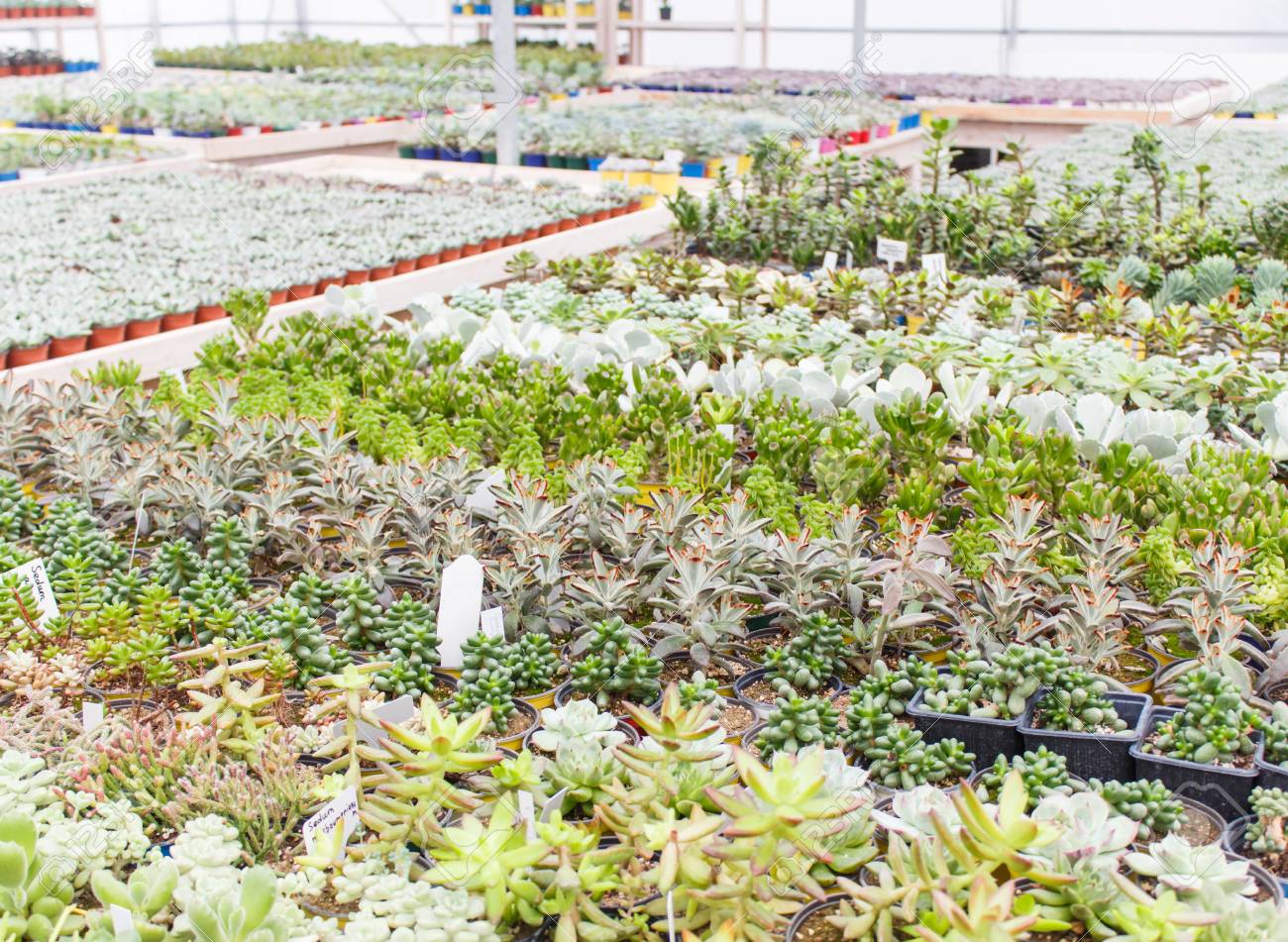 温室の植木鉢の中で様々な種類の多肉植物 クローズアップ 選択的フォーカス の写真素材 画像素材 Image