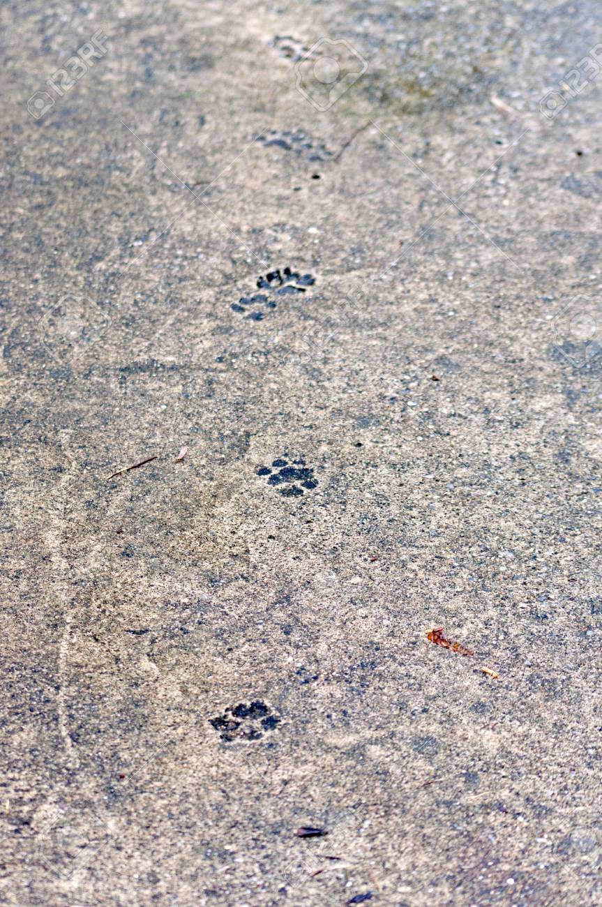 dog s footprint on