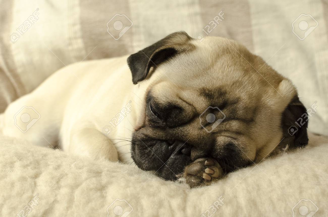 パグ かわいい 睡眠 ビージ 犬 面白い の写真素材 画像素材 Image