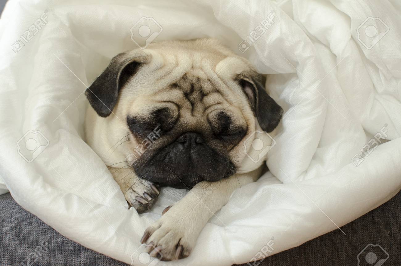 pug with blanket
