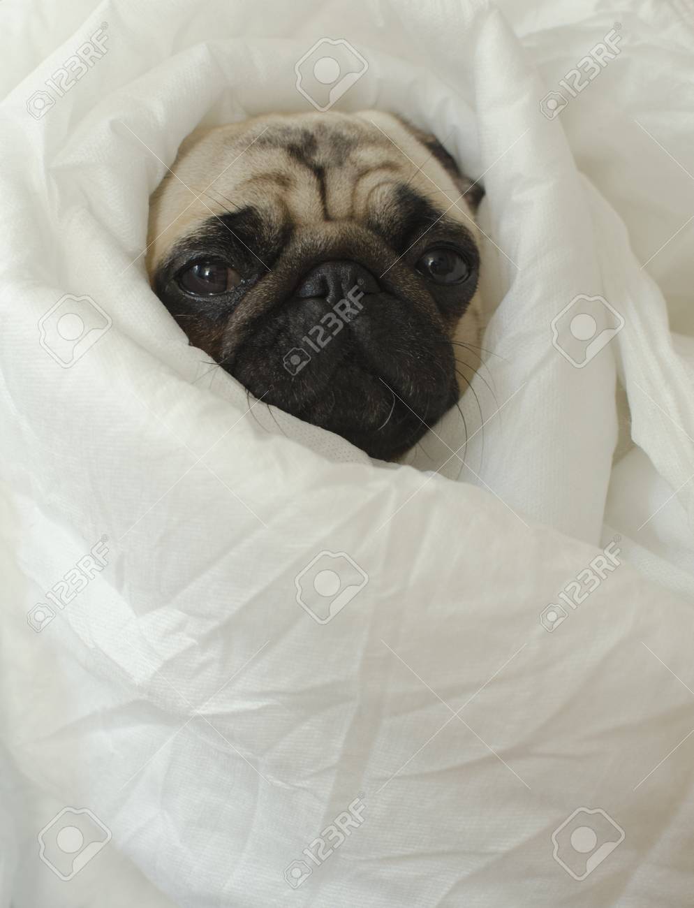 pug with blanket