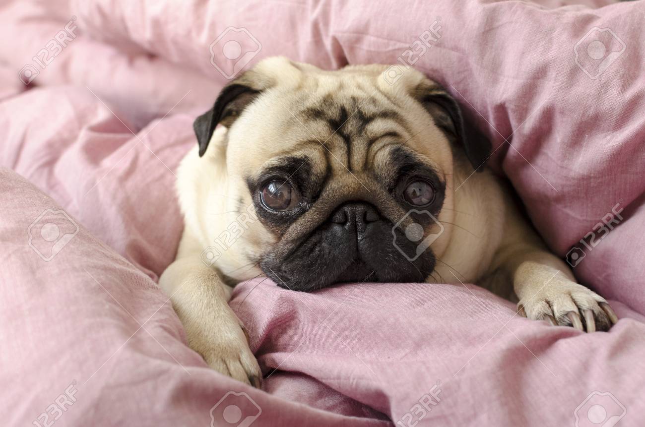 pug bed