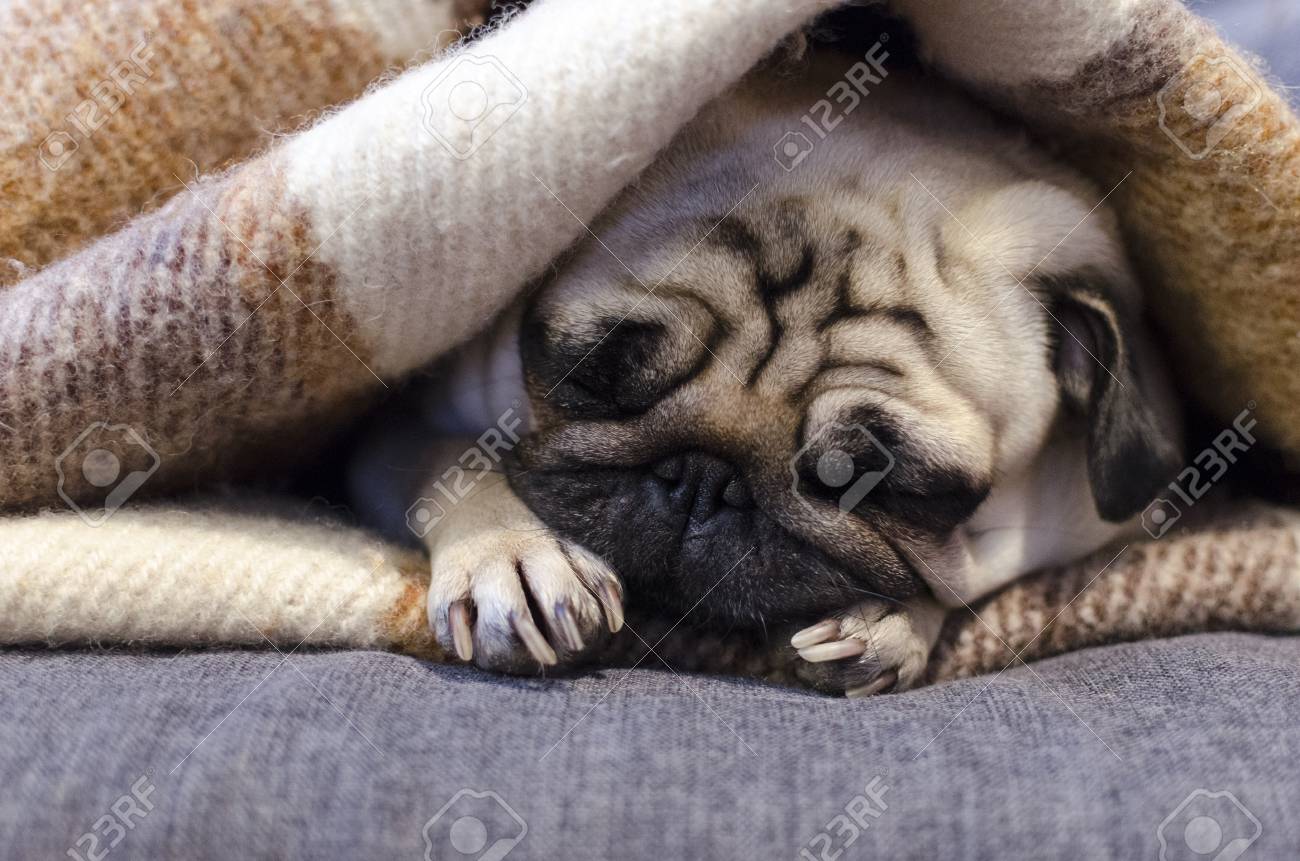 pug sleeping