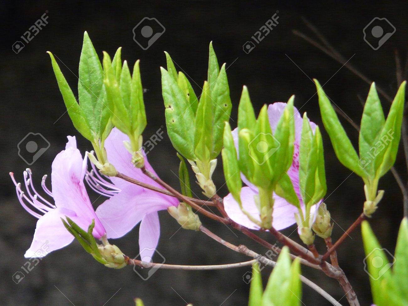 野生の山の花をピンクの春の花 の写真素材 画像素材 Image
