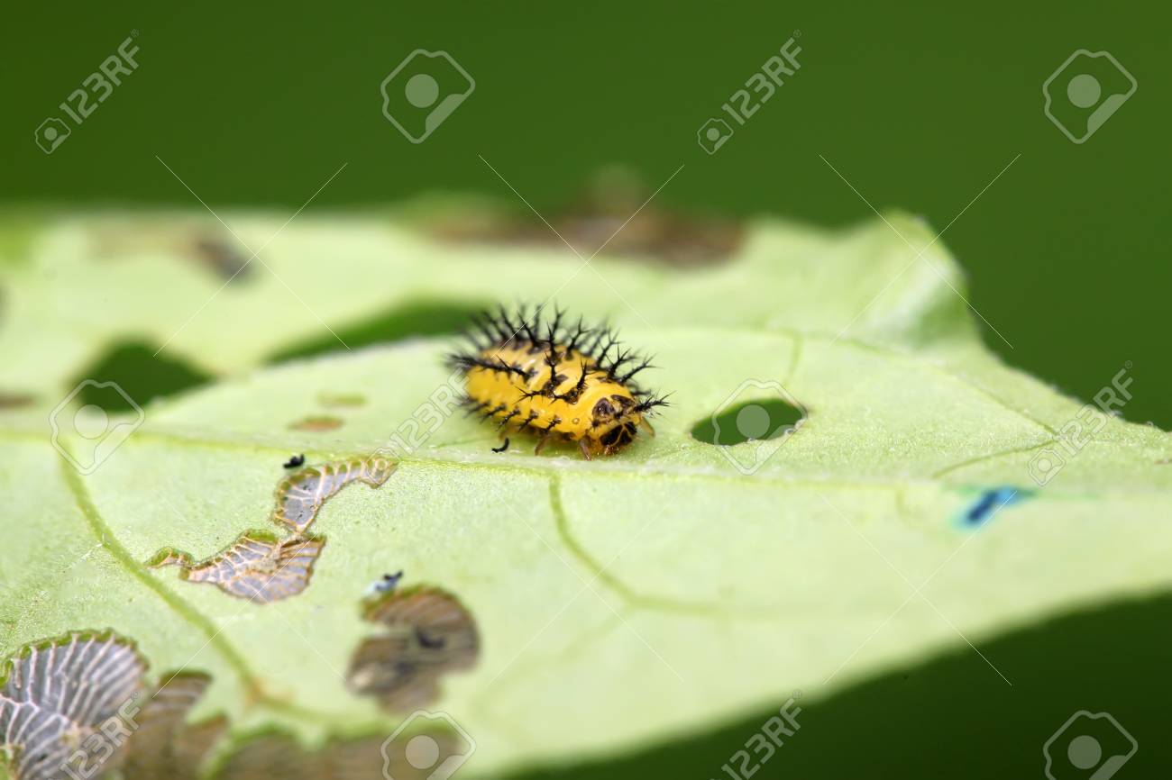 野生の緑の葉にてんとう虫の幼虫 の写真素材 画像素材 Image