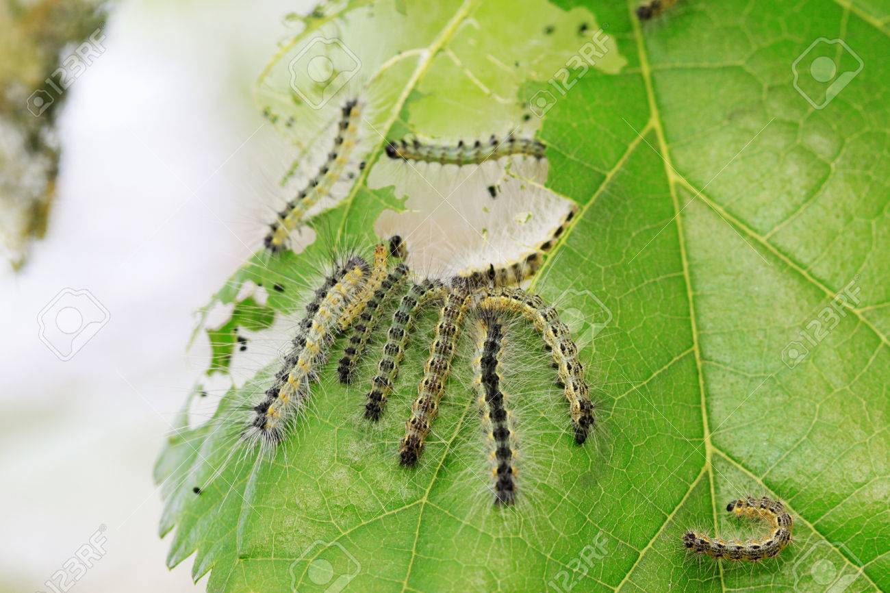 緑の葉は 写真のクローズ アップのかわいい毛虫 の写真素材 画像素材 Image 緑の葉は 写真のクローズ アップのかわいい毛虫 の写真素材 画像素材 Image