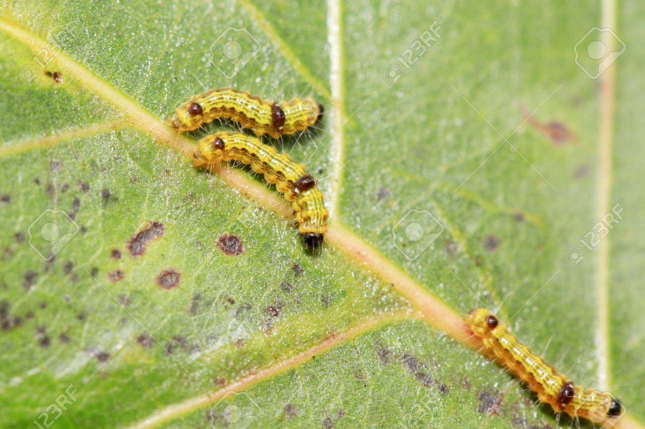 緑の葉は 写真のクローズ アップのかわいい毛虫 の写真素材 画像素材 Image 緑の葉は 写真のクローズ アップのかわいい毛虫 の写真素材 画像素材 Image