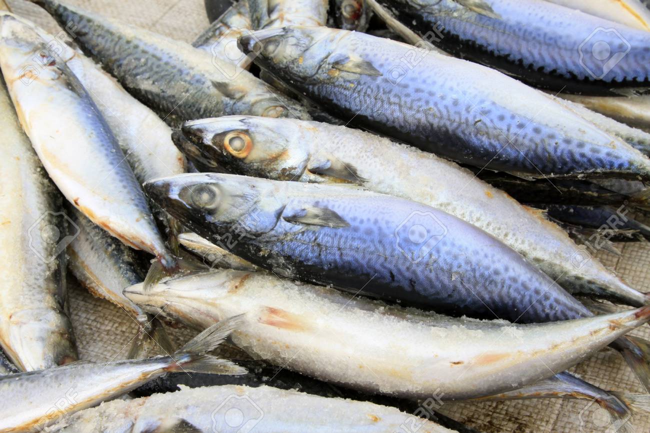 Frozen spanish mackerel Clearance