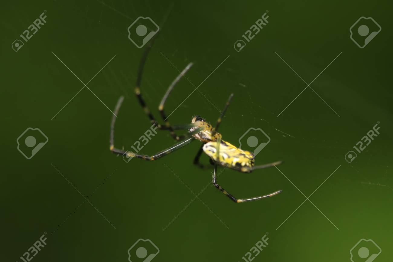 etiam-dictum-ipsum-a-felis