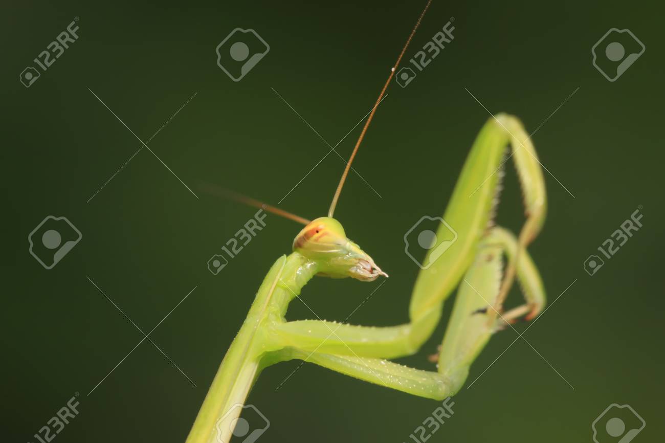 野生の植物にカマキリの幼虫 の写真素材 画像素材 Image