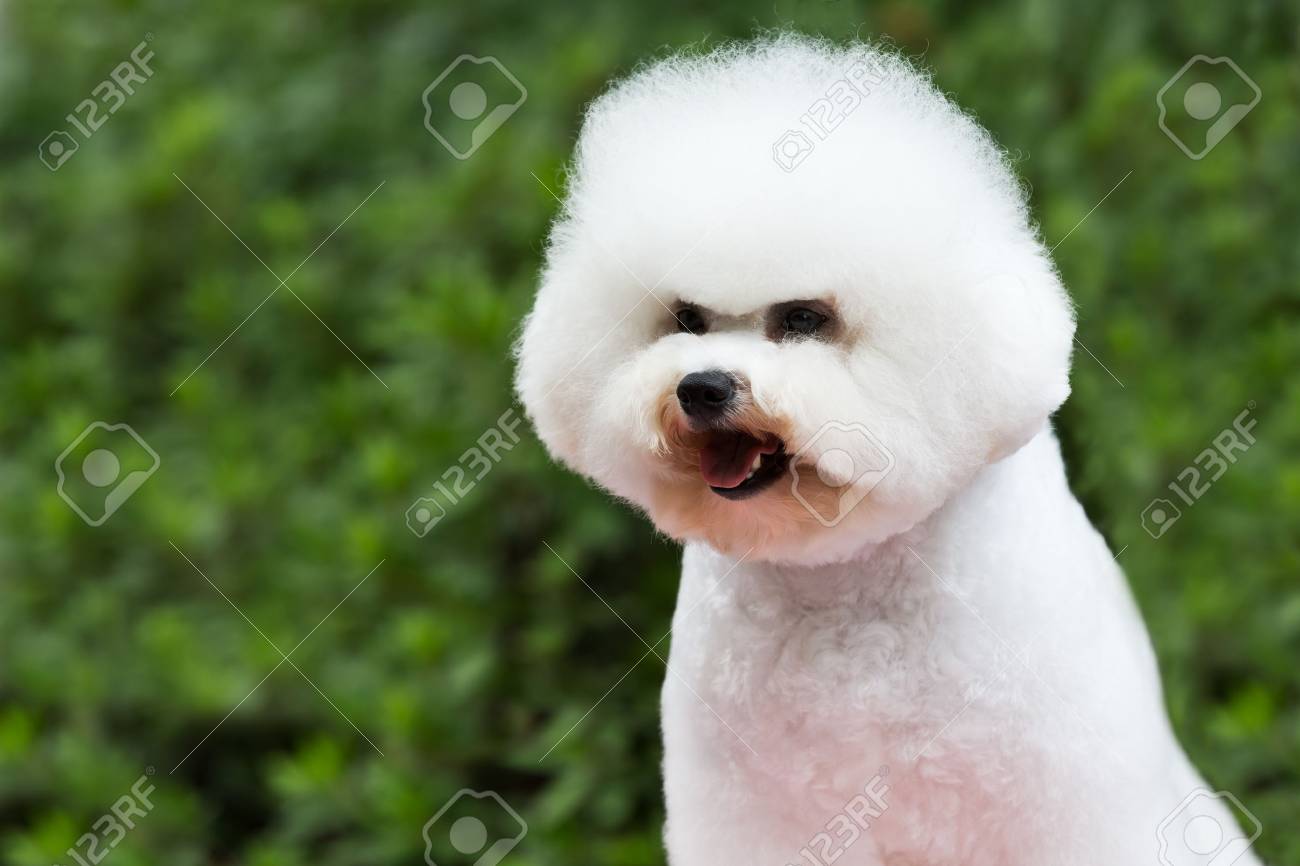 白いビションフリーゼをクローズ アップ の写真素材 画像素材 Image