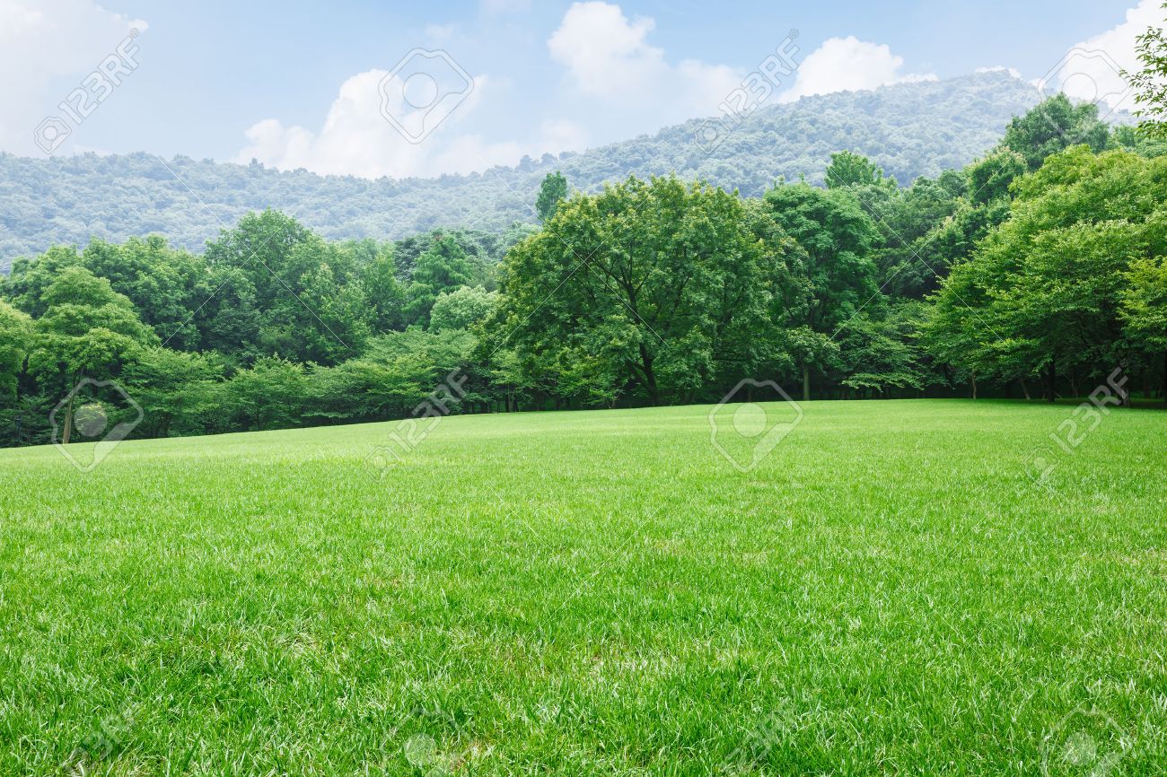 natural scenery of green