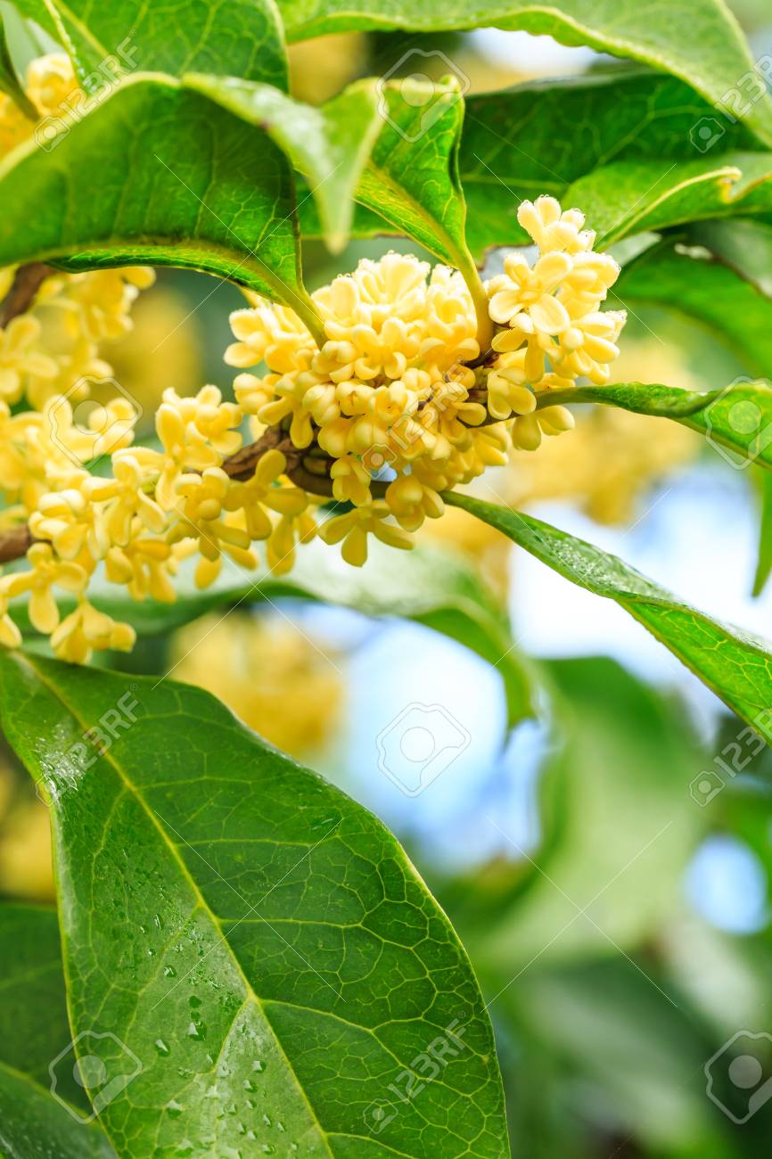 金木犀 壁紙 Jpbestwallpaper