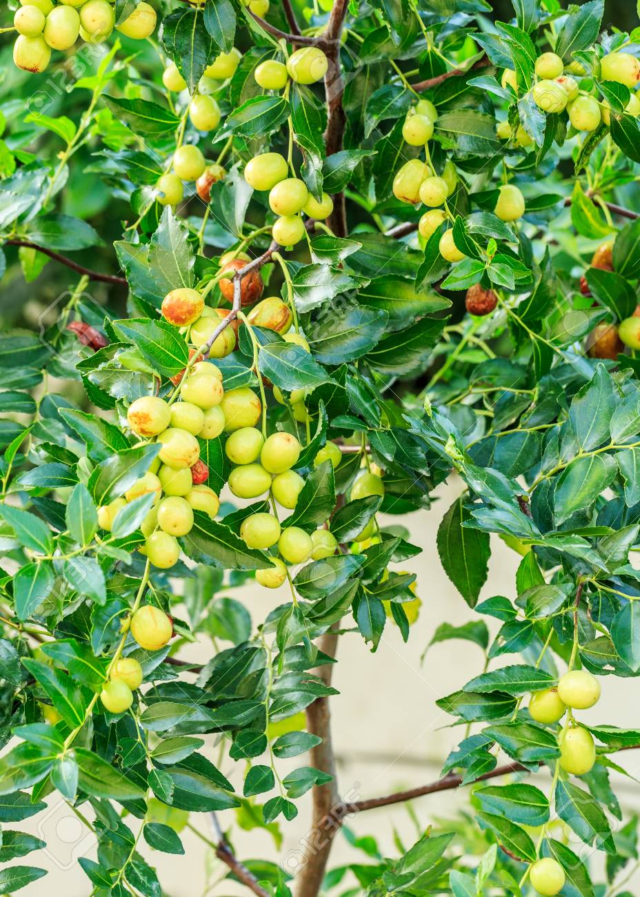 Green Jujube Fruit Grows On The Jujube Tree Stock Photo Picture And Royalty Free Image Image Green Jujube Fruit Grows On The Jujube Tree Stock Photo Picture And Royalty Free Image Image