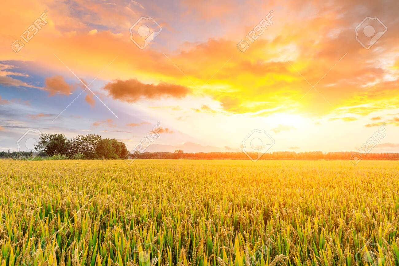 Ripe Rice Field And Sky Background At Sunset Time With Sun Rays Stock  Photo, Picture And Royalty Free Image. Image 124212903.