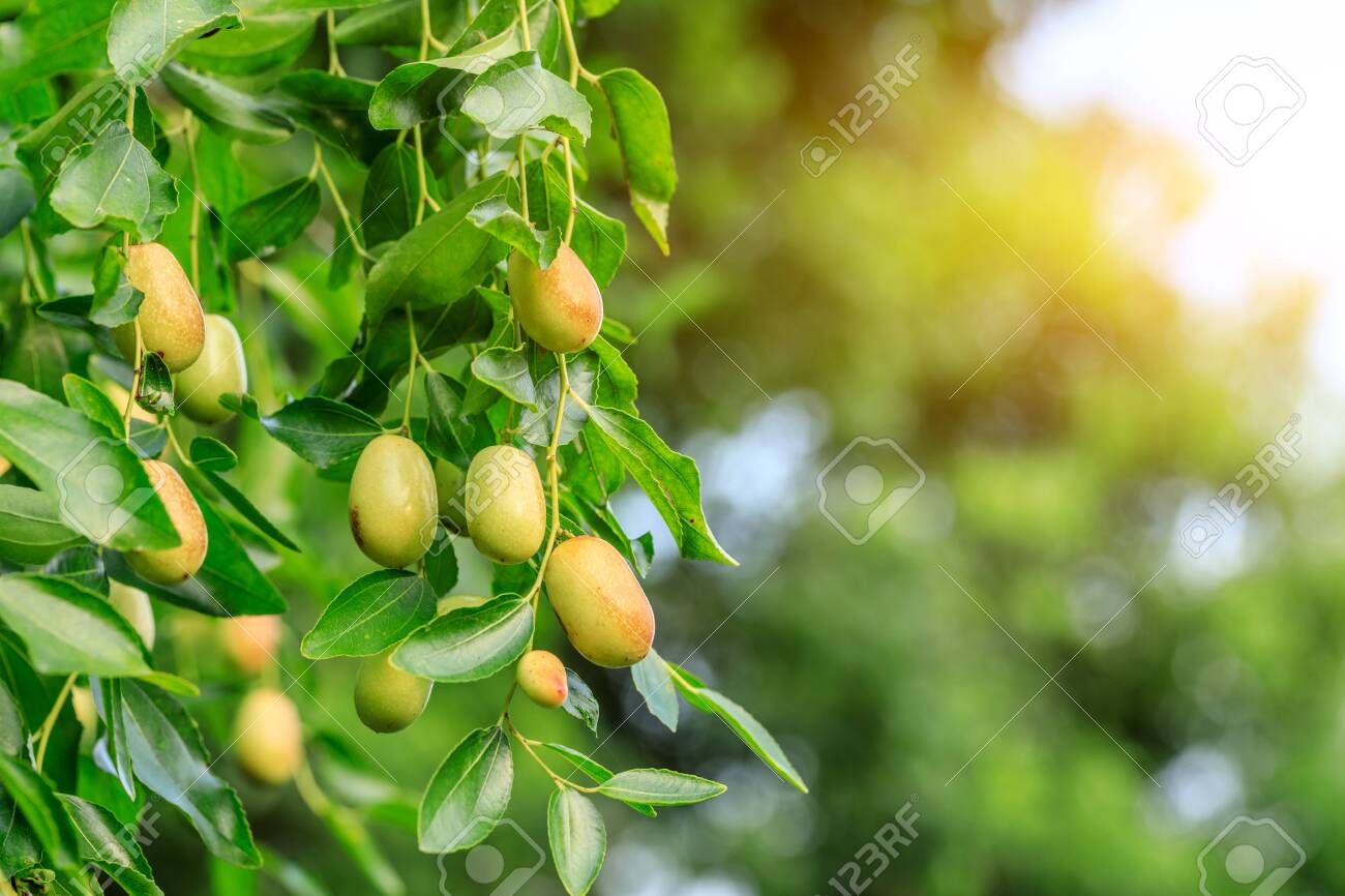 Green Jujube Fruit On The Jujube Tree In The Orchard Stock Photo Picture And Royalty Free Image Image