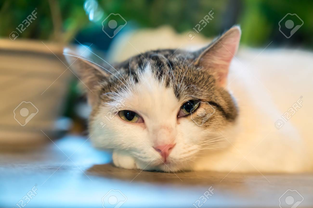 etiam-dictum-ipsum-a-felis