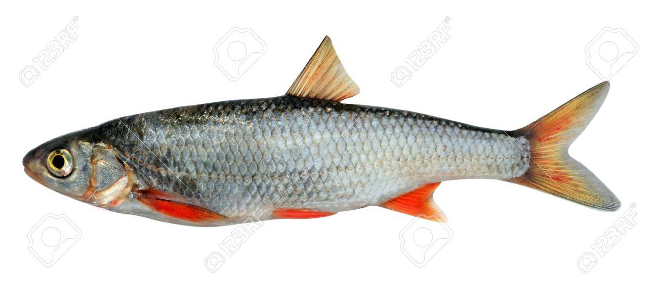 the common dace leuciscus leuciscus also known as the dace