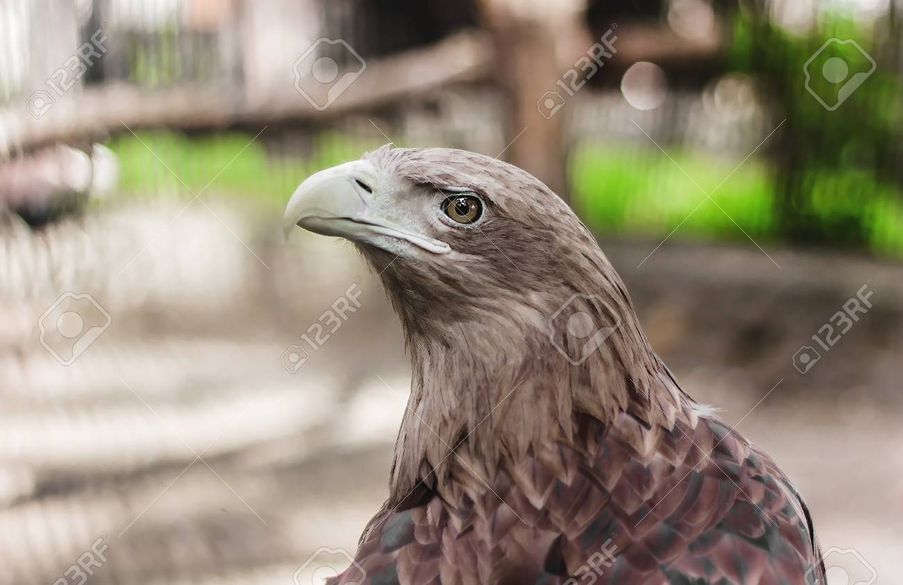 Golden Eagle At The Zoo Close Up