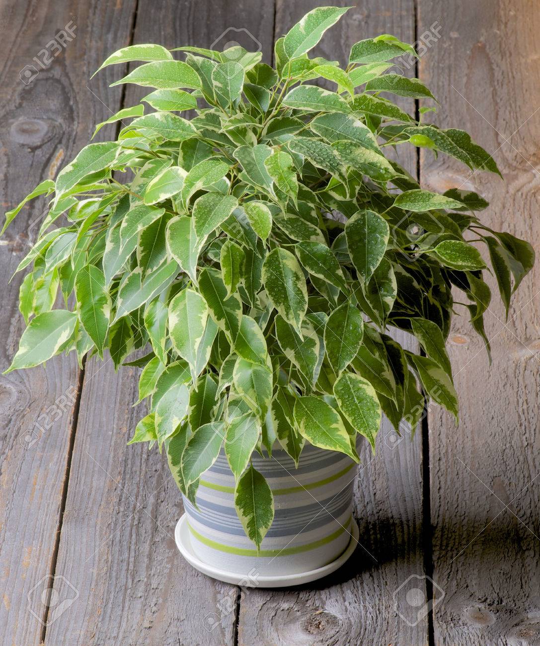 素朴な木製の背景の縞模様のポッドの液滴と多彩なゴム観葉植物 の写真素材 画像素材 Image 素朴な木製の背景の縞模様のポッドの液滴と多彩なゴム観葉植物 の写真素材 画像素材 Image