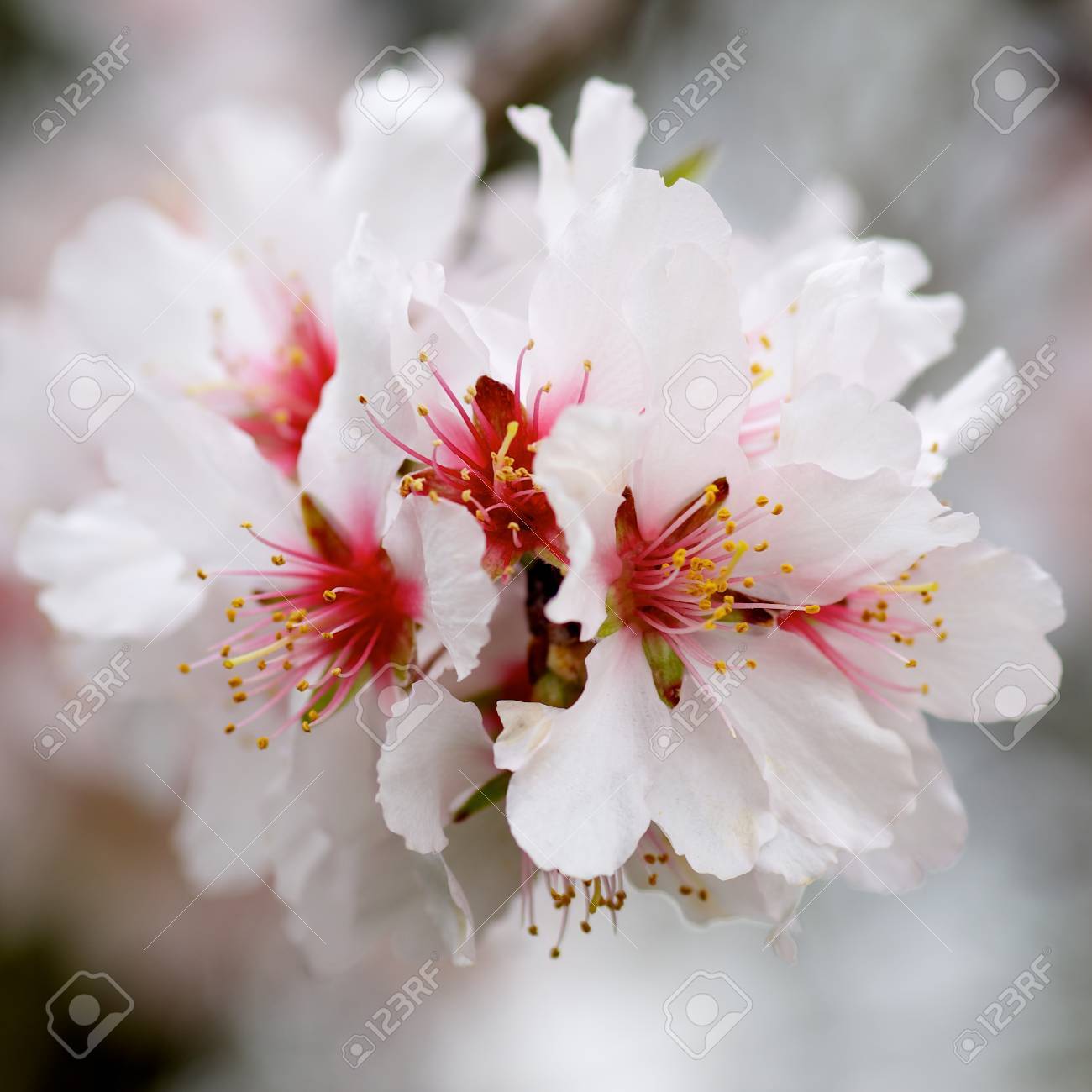 beauty white and red cherry blossoms on blurred cherry tree branches
