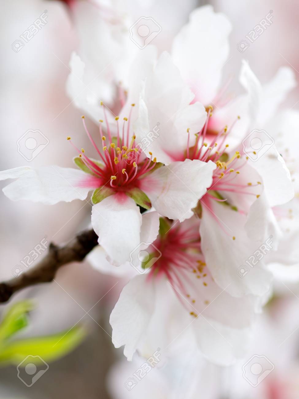 beauty white and red cherry blossoms on blurred cherry flowers