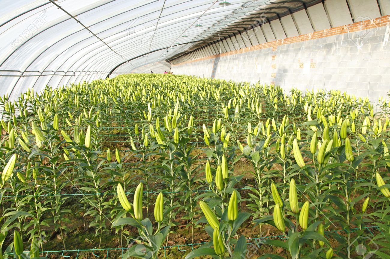 plantation of lilies in the greenhouse stock photo picture and