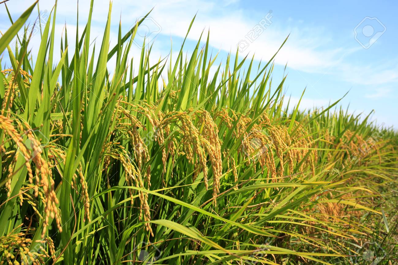 உங்களுக்கான கனவுகளும் பலன்களும் பகுதி 57 8 Paddy Field Stock Photo, Picture And Royalty Free Image. Image 101608227.