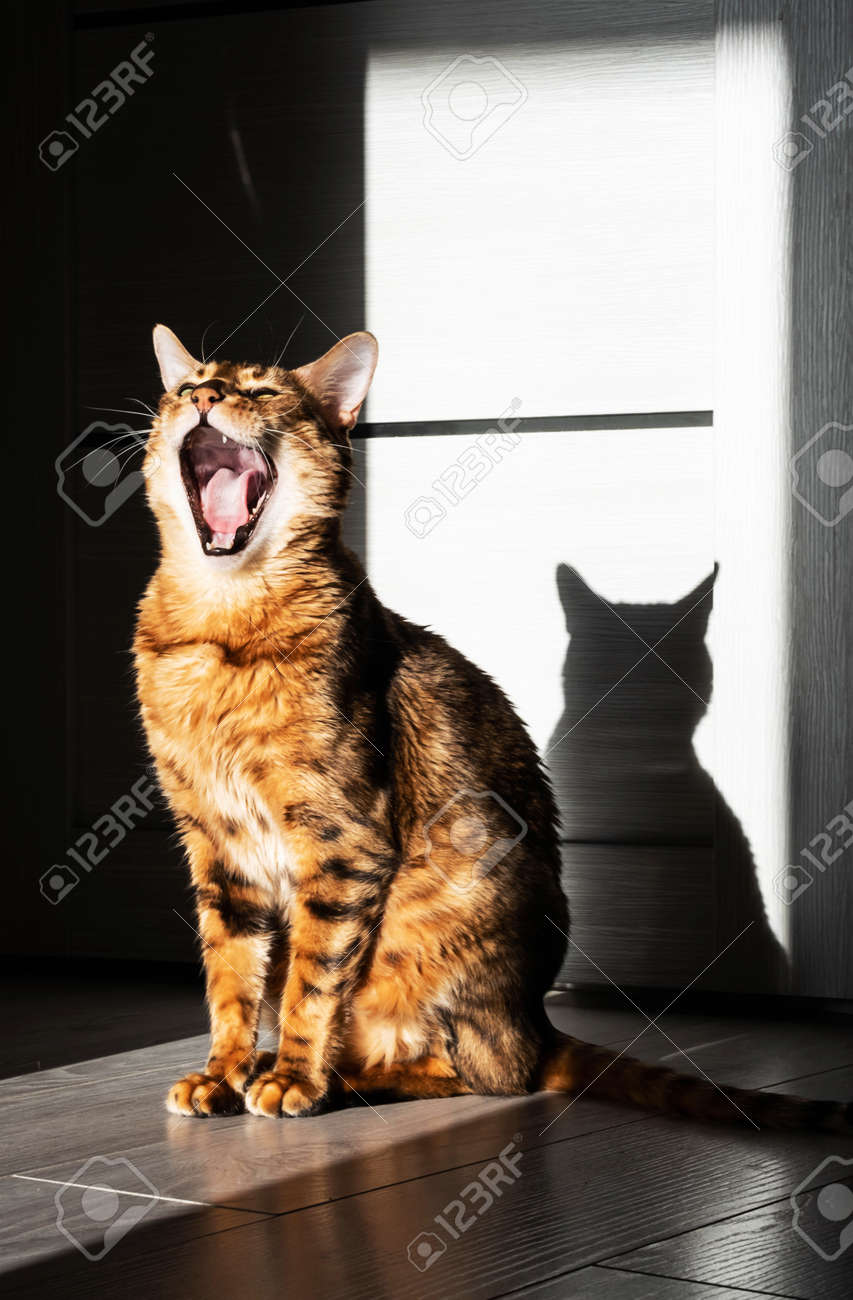 etiam-dictum-ipsum-a-felis