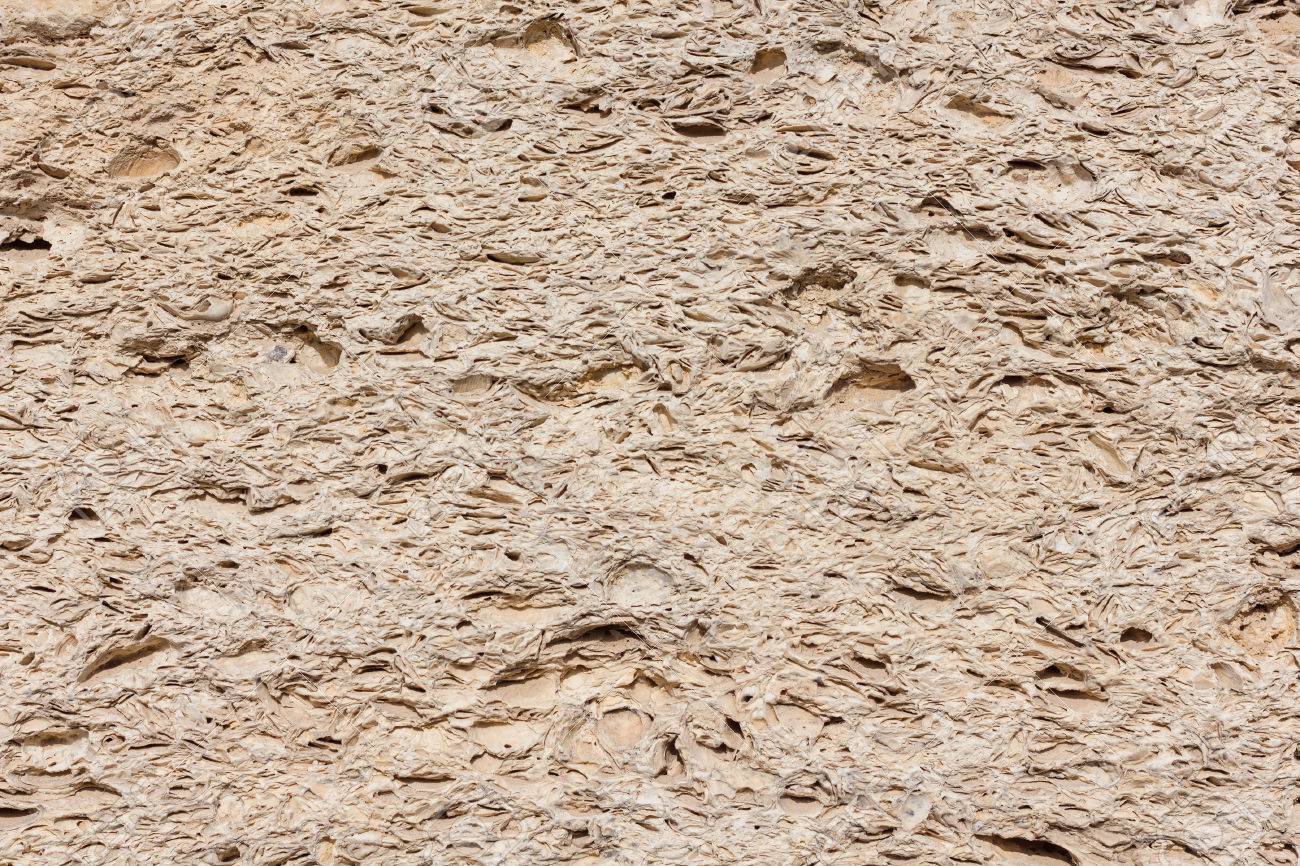 Coquina Stone Surface Textured With Fossils Stock Photo Picture