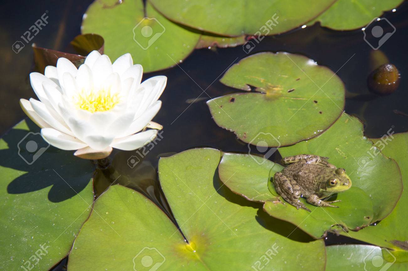 蓮の葉にカエルと鯉♪♪ 蓮の葉にカエルと鯉♪♪