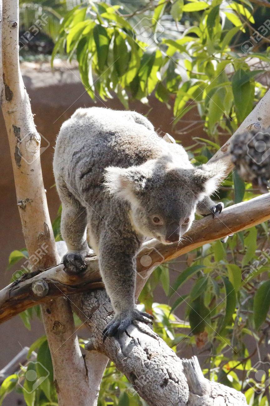 サンディエゴ動物園のコアラ の写真素材 画像素材 Image