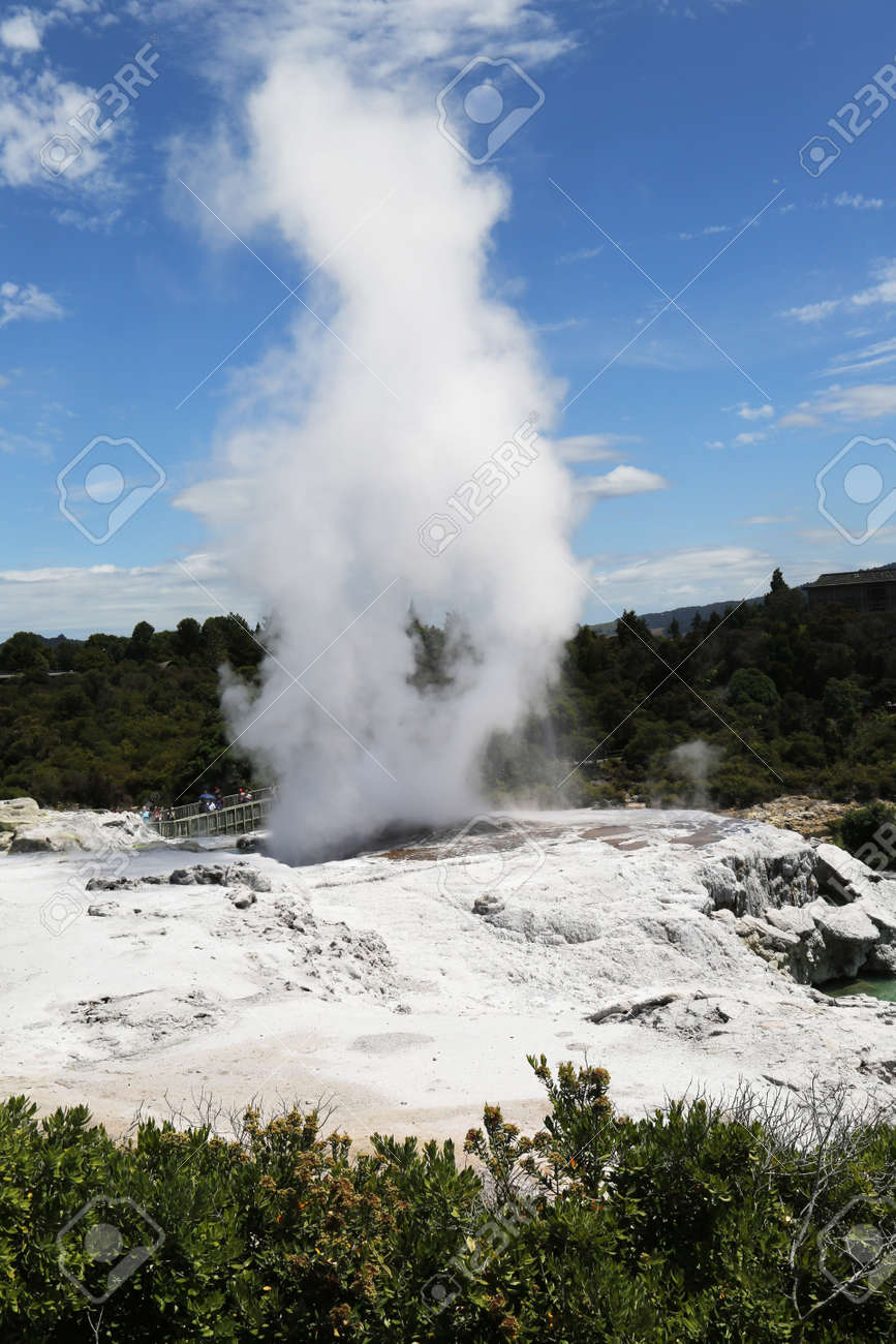 Pohutu Geyser in Te Puia National Park, Rotorua, New Zealand - 122563820 Pohutu Geyser in Te Puia National Park, Rotorua, New Zealand - 122563820