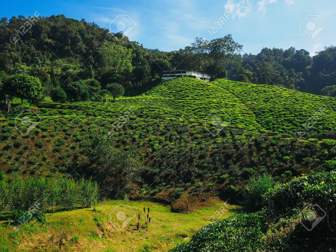 etiam-dictum-ipsum-a-felis