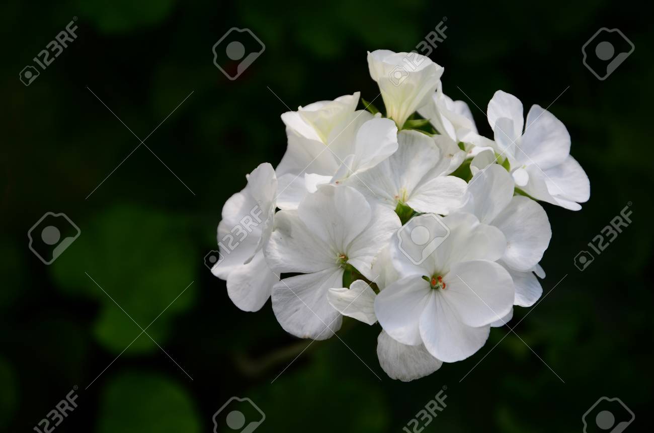 白梨花 の写真素材 画像素材 Image