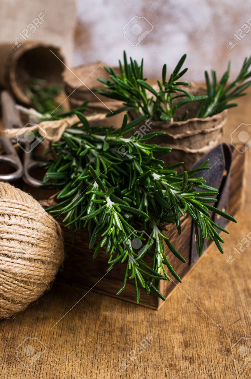 木製の背景箱と泥炭ポットに生ローズマリーの枝 選択的な焦点 の写真素材 画像素材 Image
