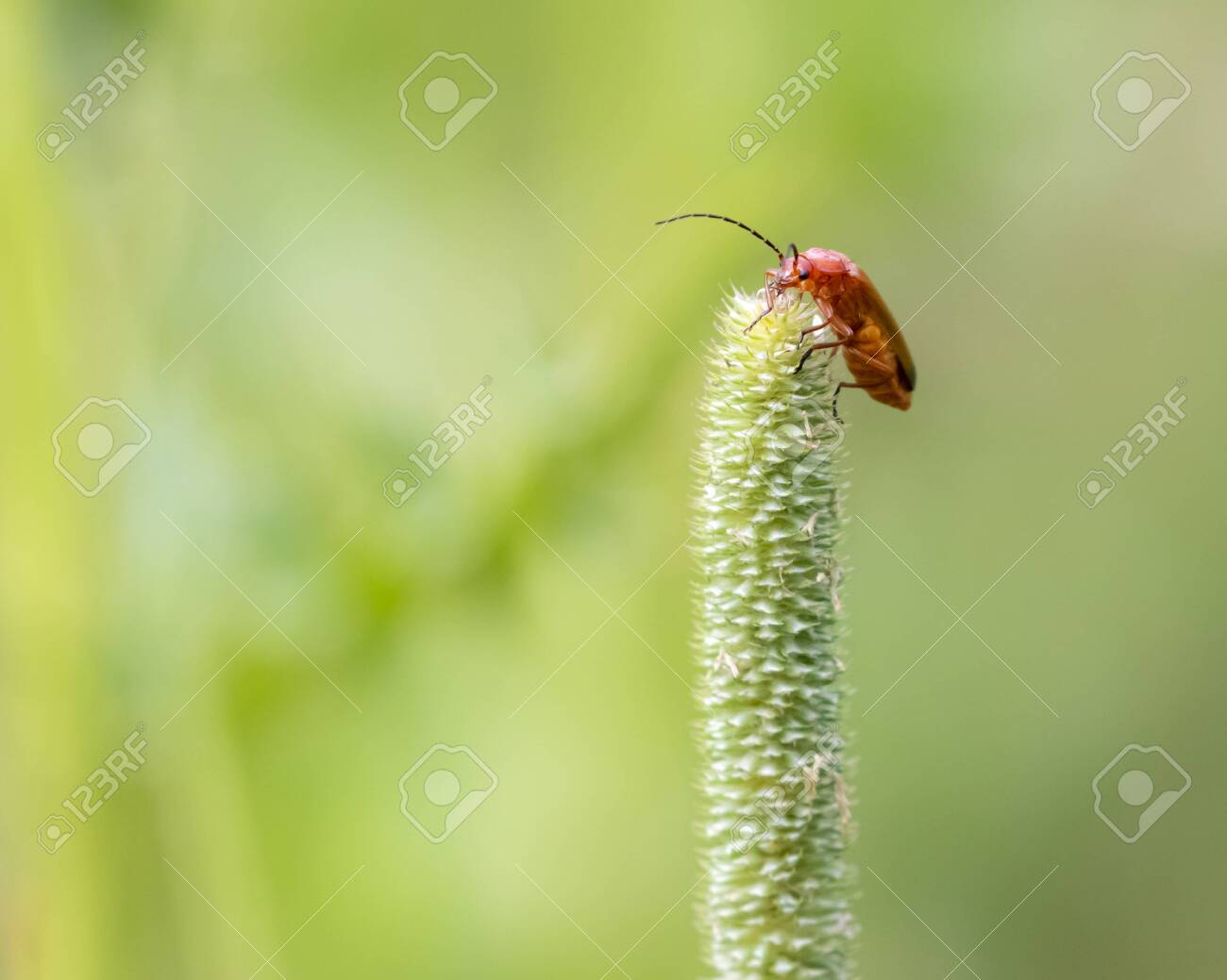 etiam-dictum-ipsum-a-felis