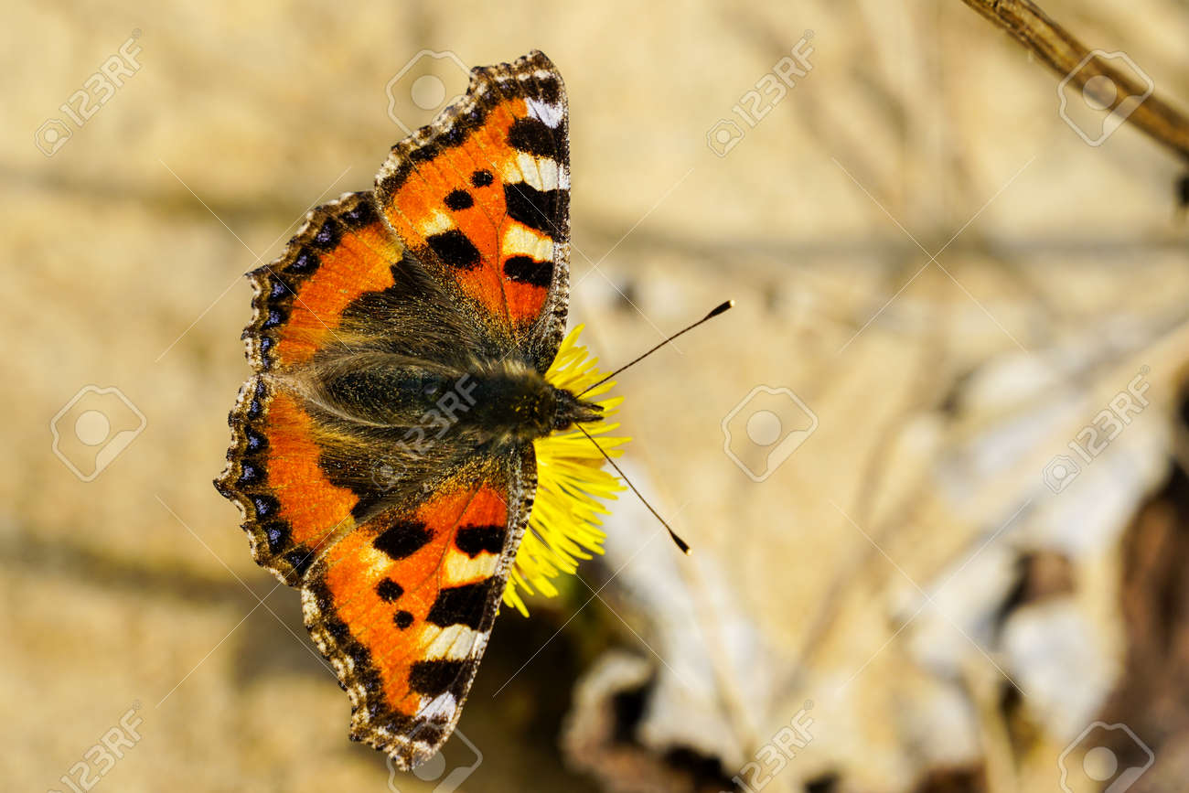 Pequeña Mariposa Europea De Concha Chupa El Néctar De La Flor De Coltsfoot  Amarillo Brillante Fotos, retratos, imágenes y fotografía de archivo libres  de derecho. Image 169668774