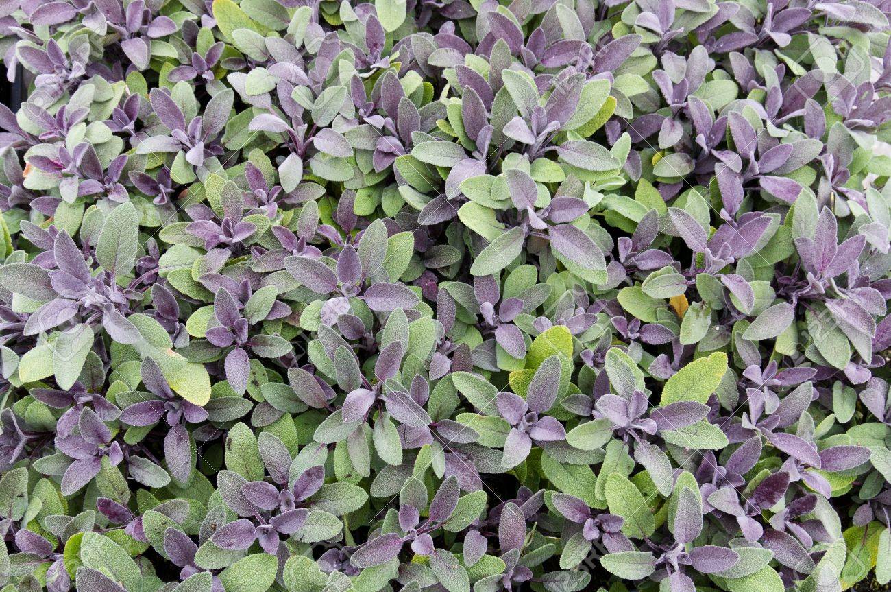 紫のセージの植物は収穫の準備ができてください の写真素材 画像素材 Image
