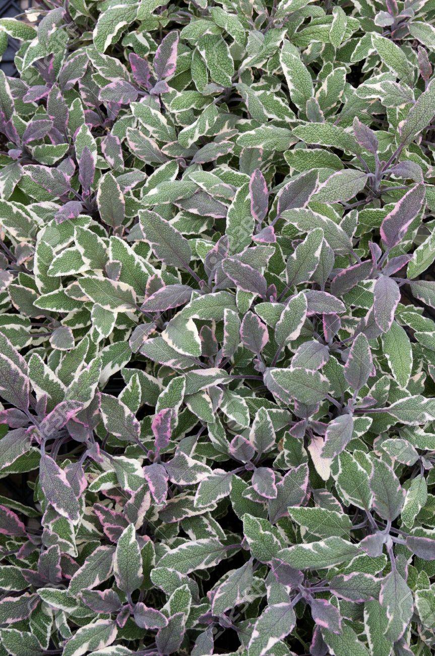 多彩なセージの植物の収穫の準備ができて の写真素材 画像素材 Image