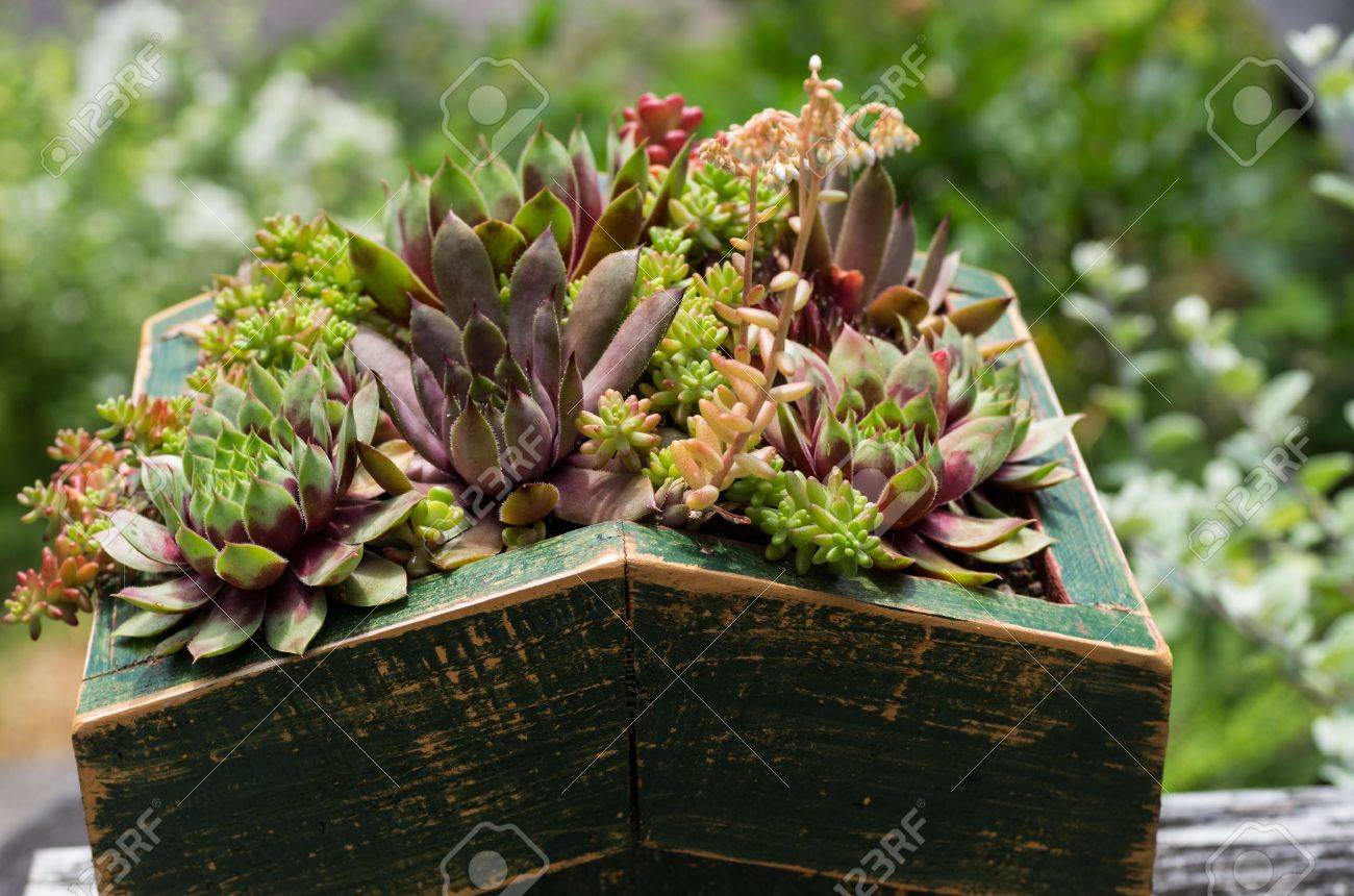 Green roof of sedum plants used for sustainable construction - 14608056 Green roof of sedum plants used for sustainable construction - 14608056