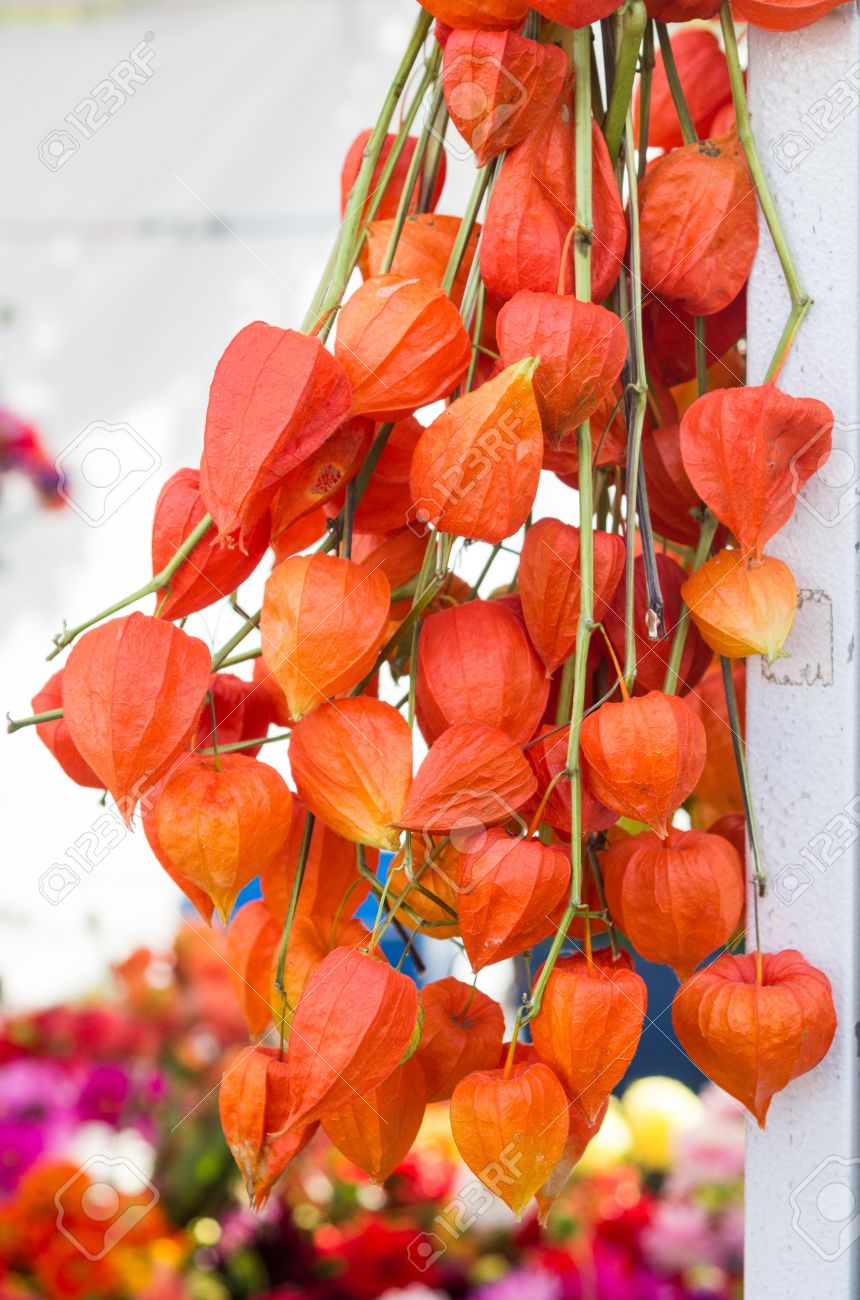 dried orange chinese lantern flowers on display stock photo picture flower paper lantern