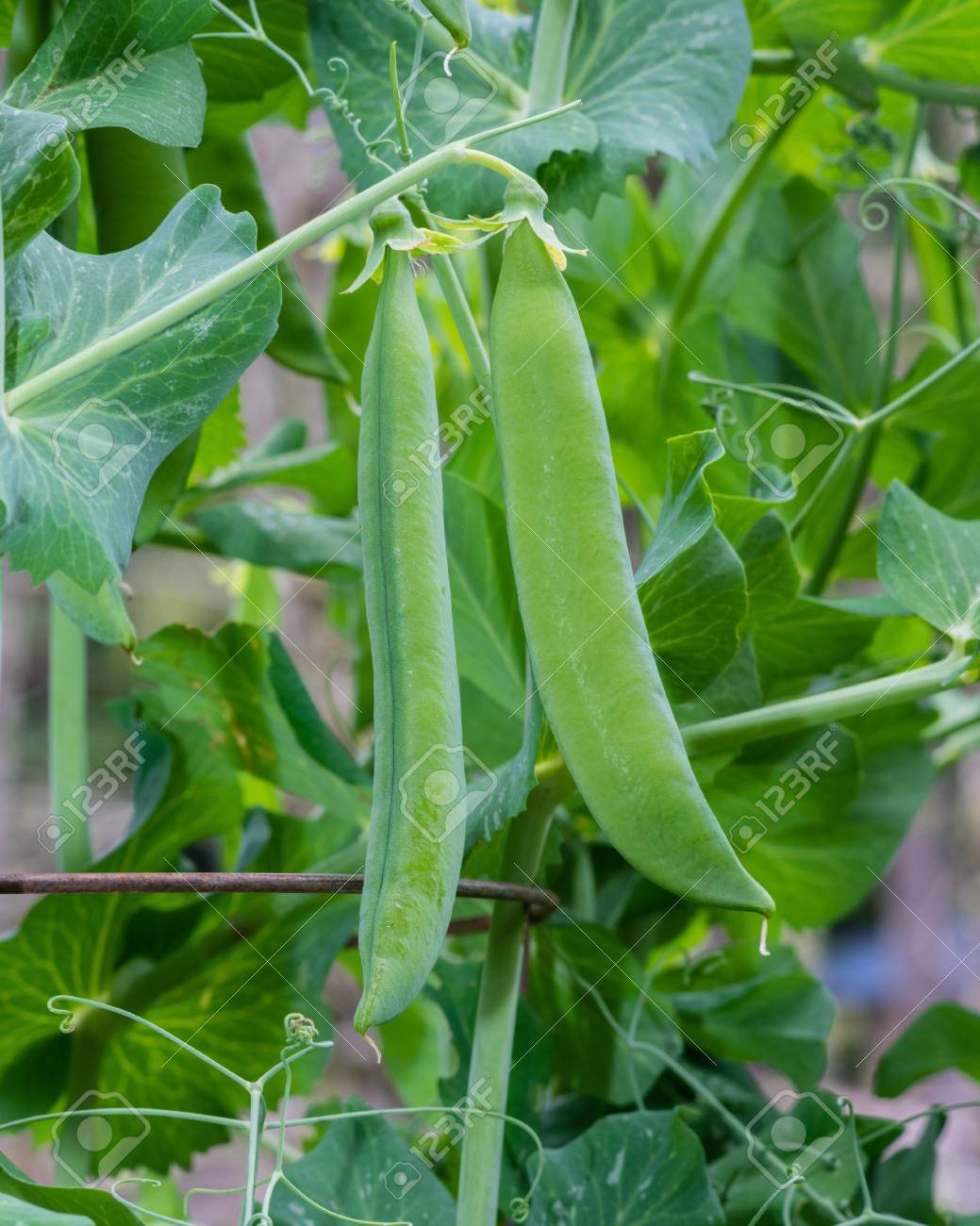 グリンピース様専用 www.pegasusforkids.com