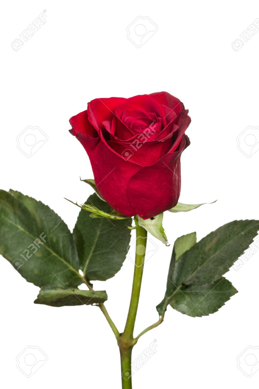 Une Rose Rouge Vif Unique Isolee Sur Blanc Banque D Images Et Photos Libres De Droits Image 35512213
