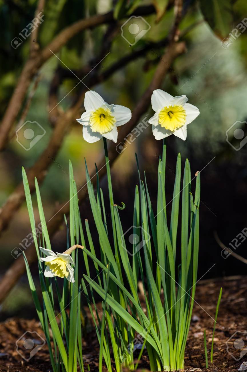 白い花びら満開の水仙や水仙花 の写真素材 画像素材 Image
