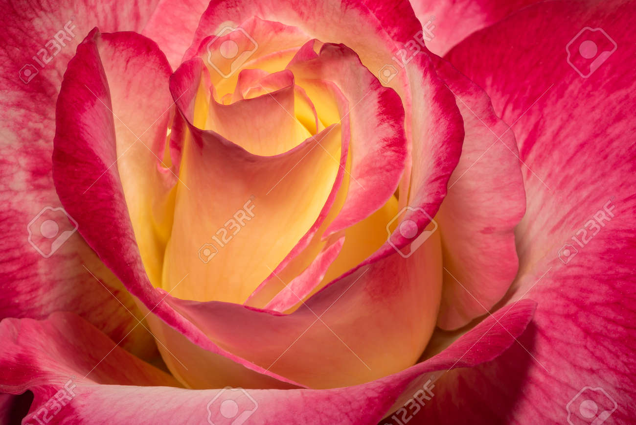 Red and orange rose flower close-up photo with shallow depth of field. Yellow-red fiery rose macro photo background. - 159426655 Red and orange rose flower close-up photo with shallow depth of field. Yellow-red fiery rose macro photo background. - 159426655