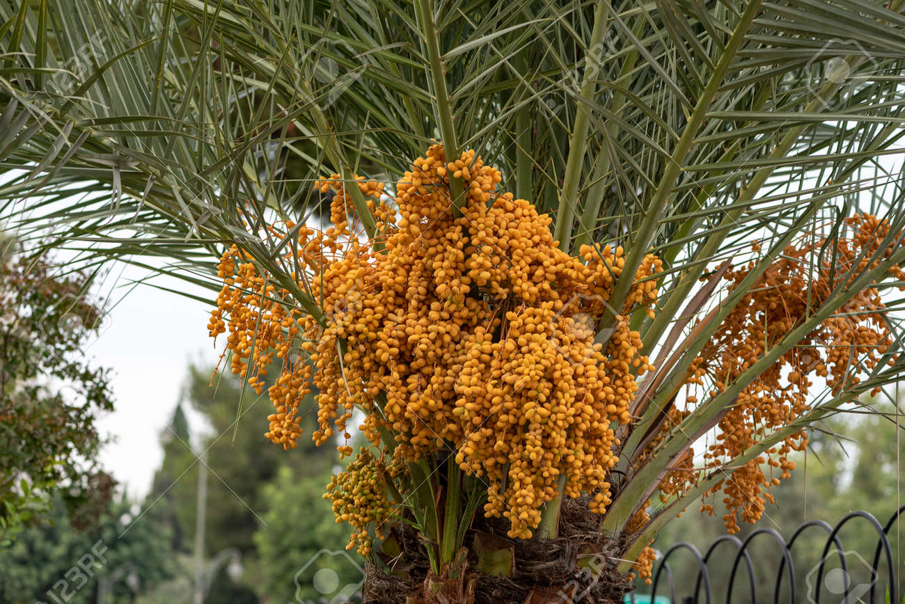 ripen Yellow and brown rutab dates, Yellow dates on the Palm. - 159417625 ripen Yellow and brown rutab dates, Yellow dates on the Palm. - 159417625